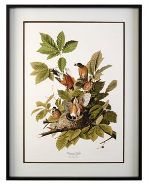 Audubon's American Robin