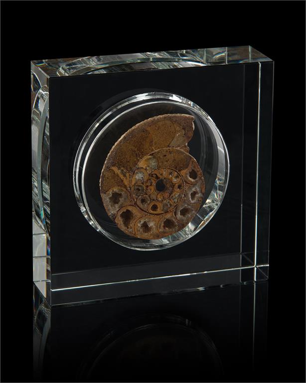 Ammonite Encased in Crystal