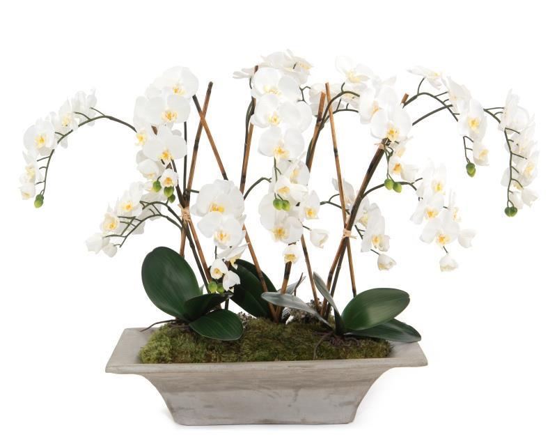 Armature Orchids