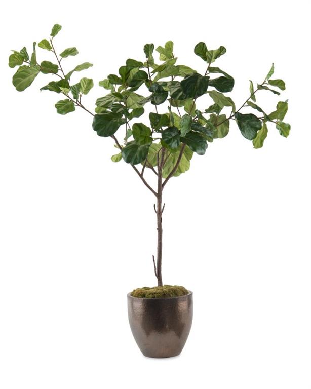 Fiddle-Leaf Fig A