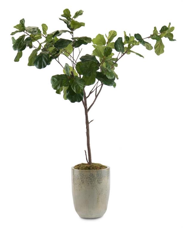 Fiddle-Leaf Fig B