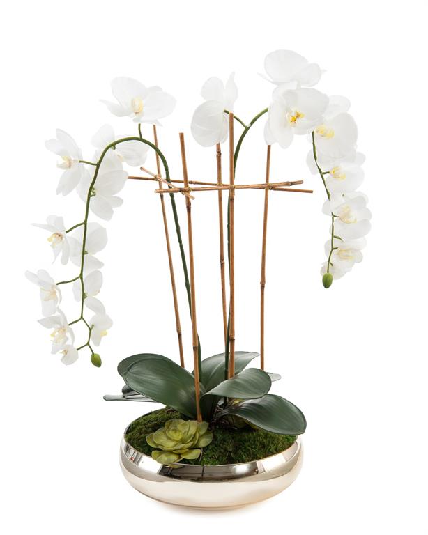 Structured Phalaenopsis