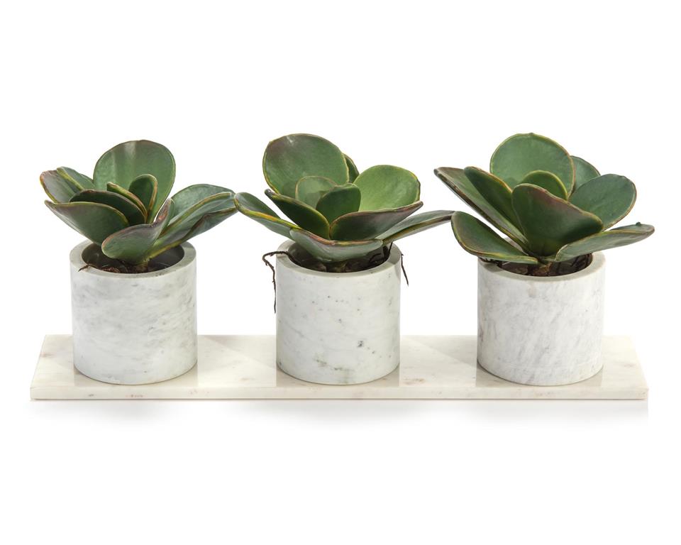 Marble Succulents