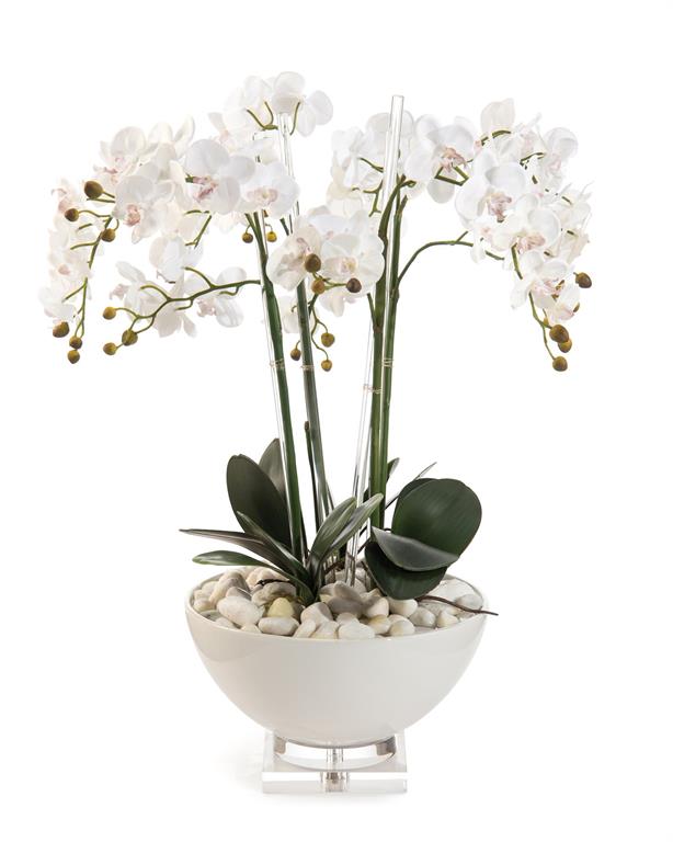 White Orchids