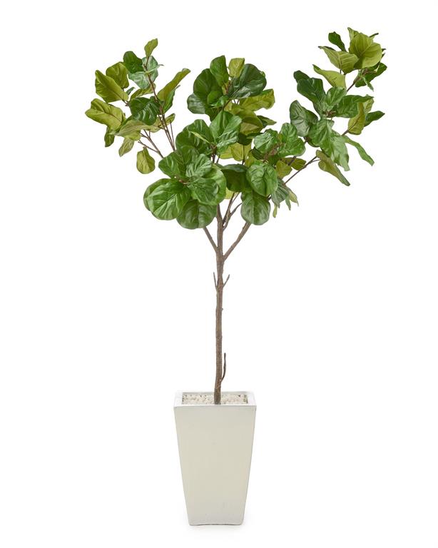 Christine's Fiddle-Leaf Fig