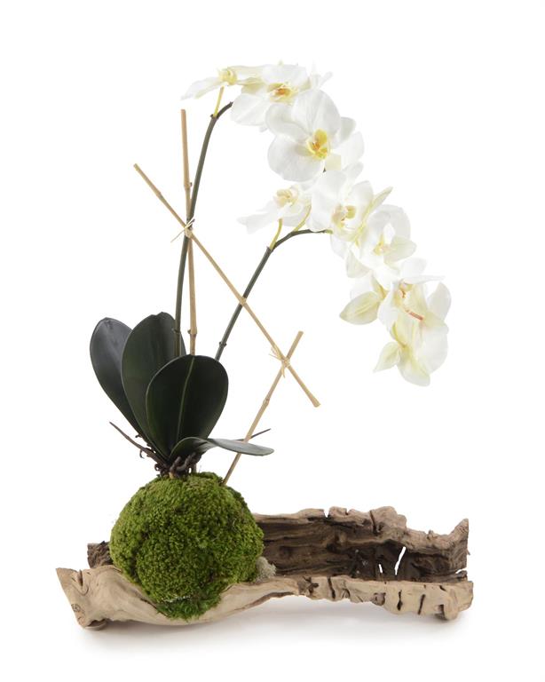 Organic Phalaeneopsis