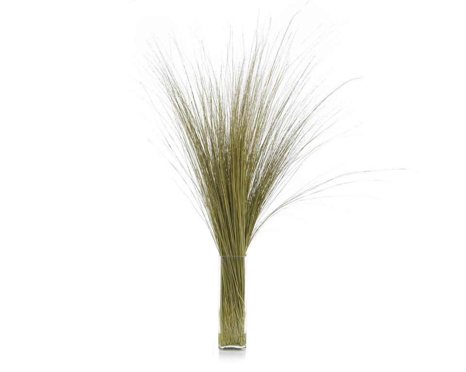 Fountain Grass