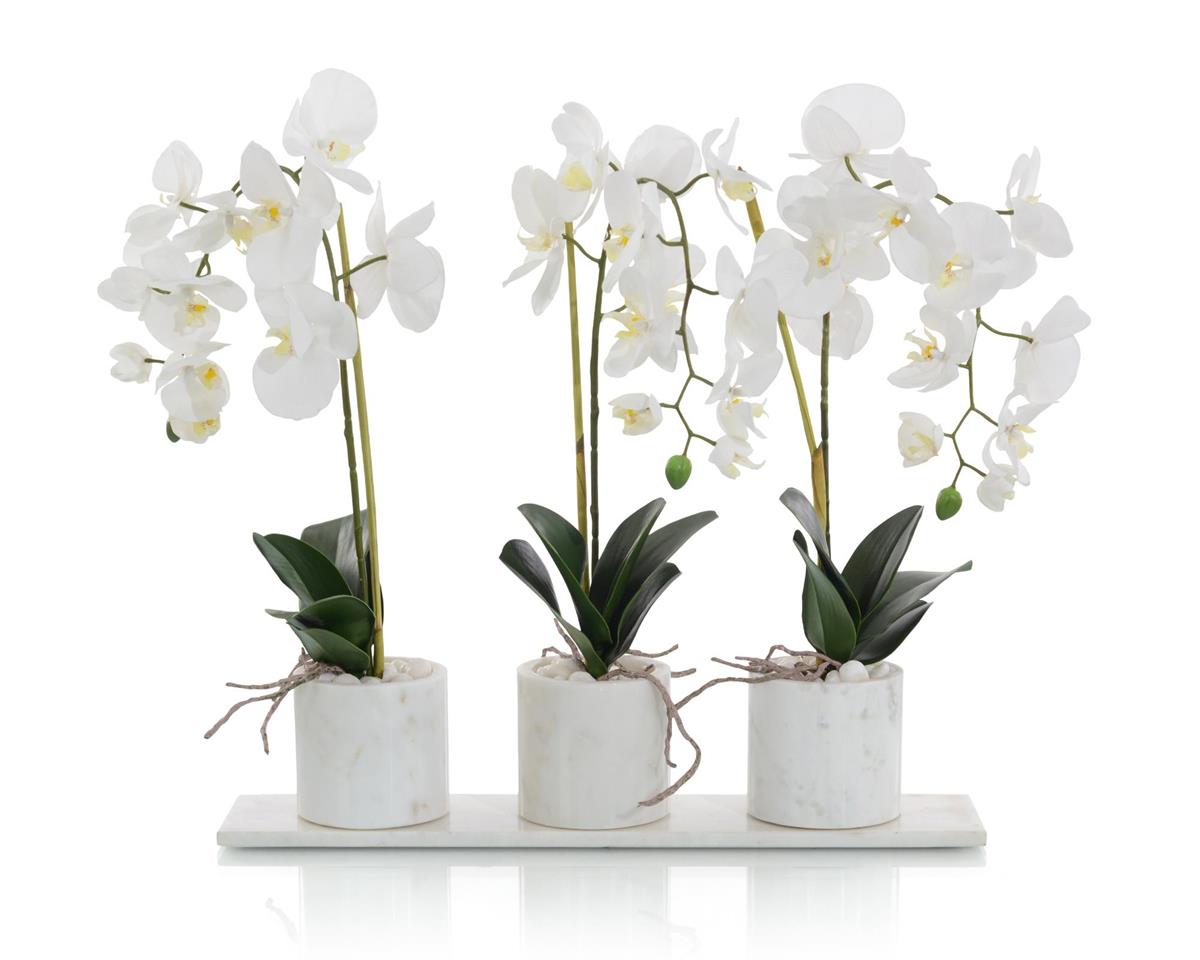 Marble Orchids