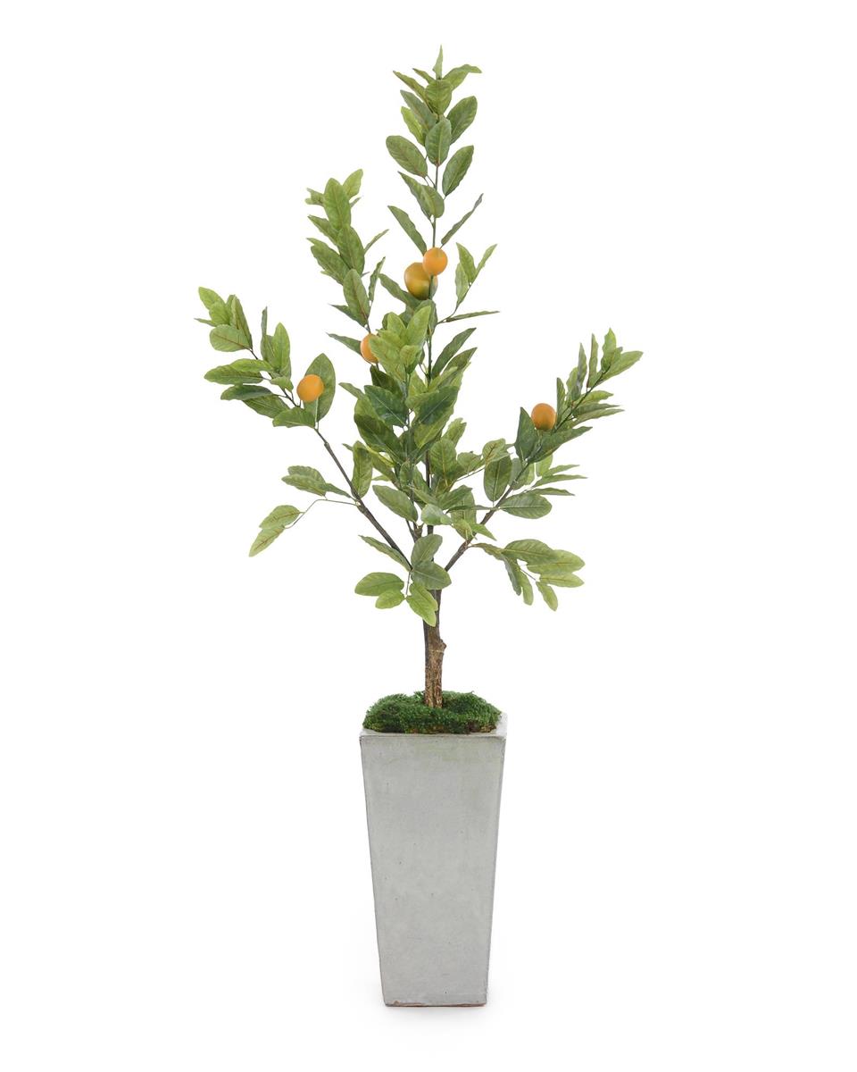 Citrus Tree